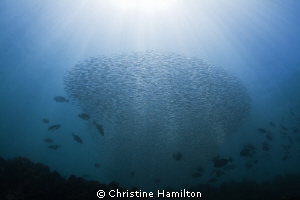 Swim to the Sun by Christine Hamilton 